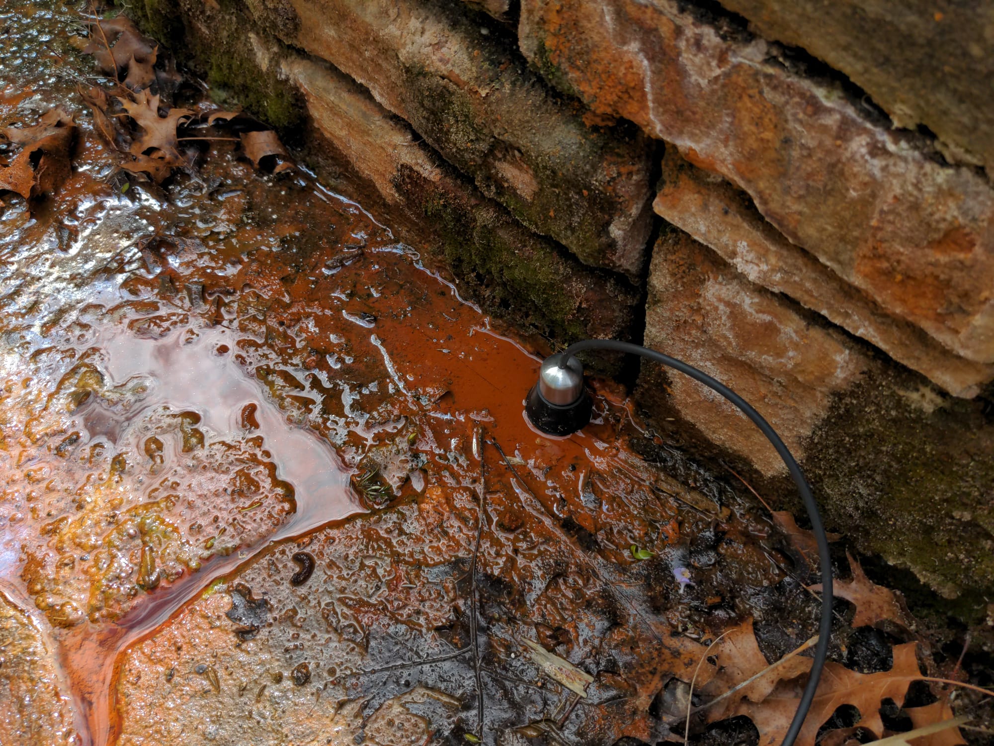 A hydrophone sitting in a small pool of water surrounded by dead leaves and brickwork